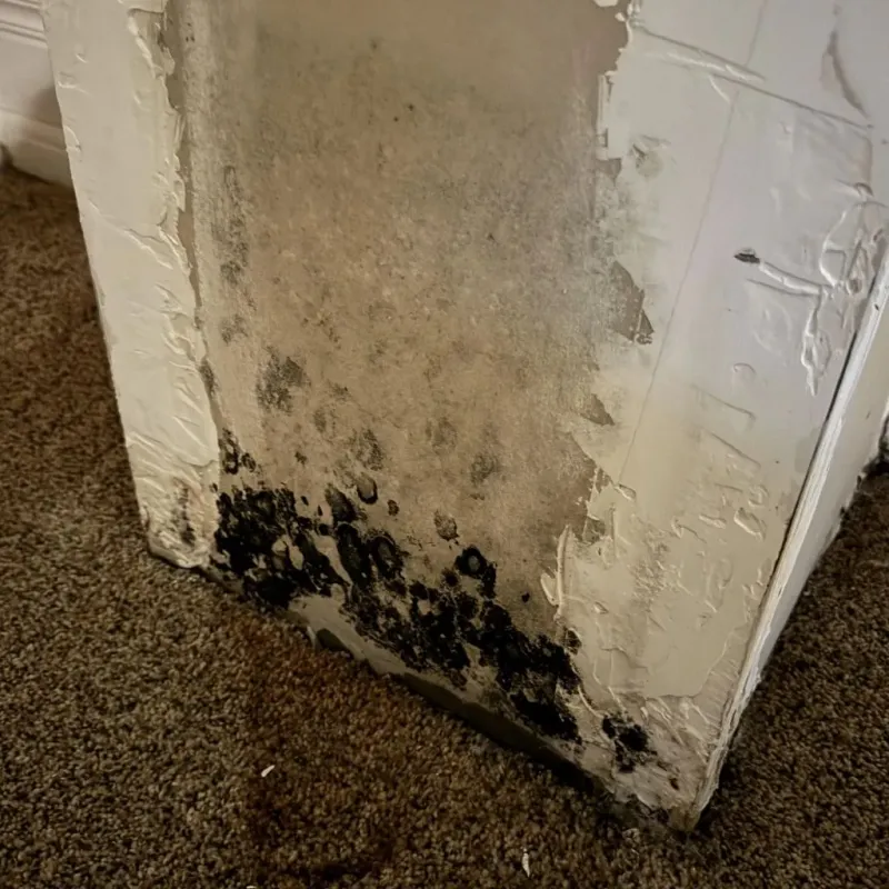 Professional Mold Removal in Douglas, WY